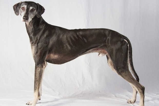 Cão galgo árabe Foto: American Kennel Club (AKC)