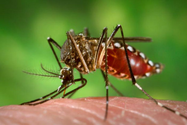 Publicação dá dicas sobre repelentes utilizados no combate ao Aedes aegypti. (Foto: Domínio público)/