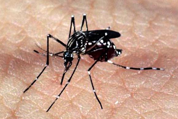 O mosquito Aedes aegypti, responsável pela transmissão dos vírus da dengue, febre chikungunya e Zika. Foto: Agência Brasil