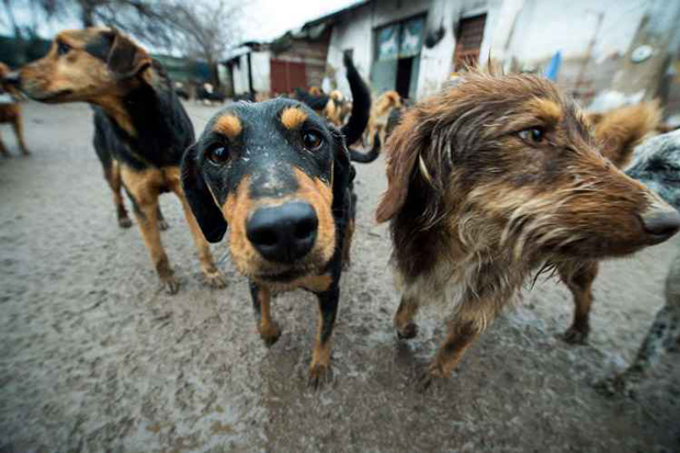 Abrigo para animais na Sérvia: cachorros parecem mais suscetíveis a ajudar os animais com os quais são familiarizados do que os desconhecidos. Foto: Andrej Isakovic/AFP/