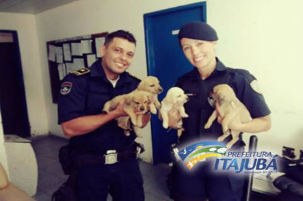 Agentes encontraram bichinhos em um bueiro cheio de água. (Foto: Prefeitura de Itajubá-MG/Reprodução)/ Agentes encontraram bichinhos em um bueiro cheio de água. (Foto: Prefeitura de Itajubá-MG/Reprodução)/