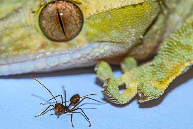 Lagartixa e formiga, animais com habilidade de escalar superfícies lisas: quanto maior o corpo, maior deve ser a área aderente. Foto: A.Hackmann/D.Labonte/Divulgação