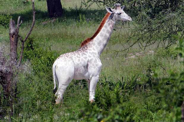 Os animais leucísticos são ligeiramente mais resistentes ao sol. Foto: Wild Nature Institute/Reprodução/ Os animais leucísticos são ligeiramente mais resistentes ao sol. Foto: Wild Nature Institute/Reprodução/