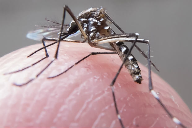 O homem relatou ter viajado recentemente a diferentes localidades que tiveram casos confirmados de zika. Foto: Rafael Neddermeyer/Fotos Públicas./ O homem relatou ter viajado recentemente a diferentes localidades que tiveram casos confirmados de zika. Foto: Rafael Neddermeyer/Fotos Públicas./