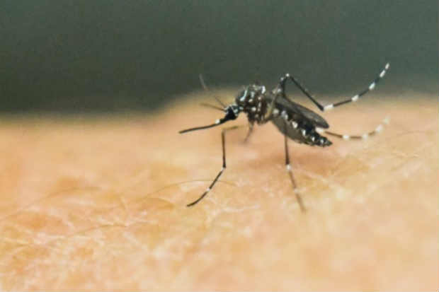 Um mosquito Aedes aegypti é visto em um laboratório, em Cali, Colômbia, no dia 25 de janeiro de 2016. Foto: Luis Robayo/AFP/ Um mosquito Aedes aegypti é visto em um laboratório, em Cali, Colômbia, no dia 25 de janeiro de 2016. Foto: Luis Robayo/AFP/