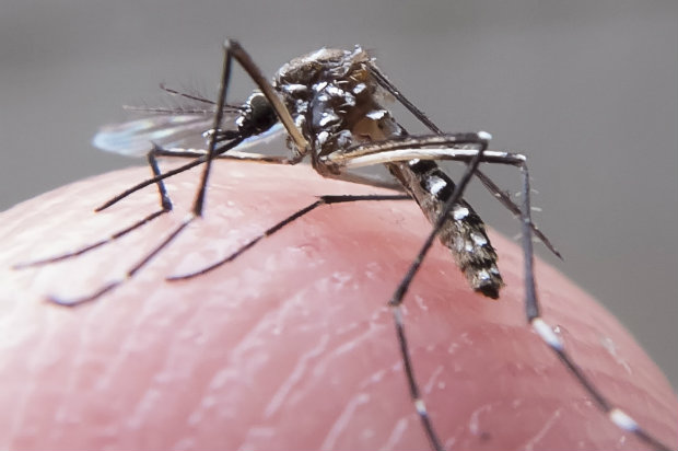 As amostras para o teste são coletadas a partir da saliva, urina ou sangue do paciente e podem detectar, além do vírus Zika, também a dengue e o chikungunya.
Foto: Foto: Rafael Neddermeyer/Fotos Públicas.