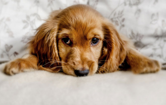 Na decisão, cachorro foi considerado um "humano incapaz" e não uma "coisa". Foto ilustrativa. Crédito: Buzzybee/Flickr/Divulgação