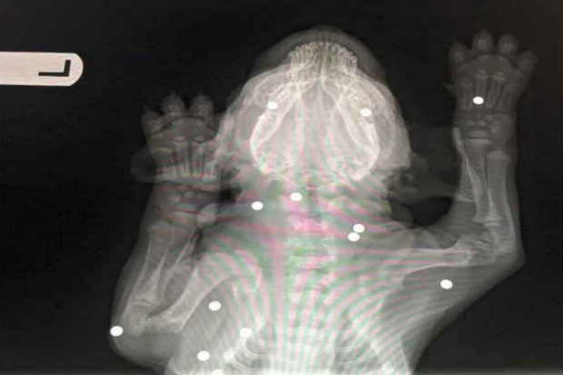 Os veterinários responsáveis por cuidar de Brody encontraram 18 balas de arma BB (Bale Bearing) alojadas em seu corpo. Foto: Reprodução/Facebook/ Os veterinários responsáveis por cuidar de Brody encontraram 18 balas de arma BB (Bale Bearing) alojadas em seu corpo. Foto: Reprodução/Facebook/