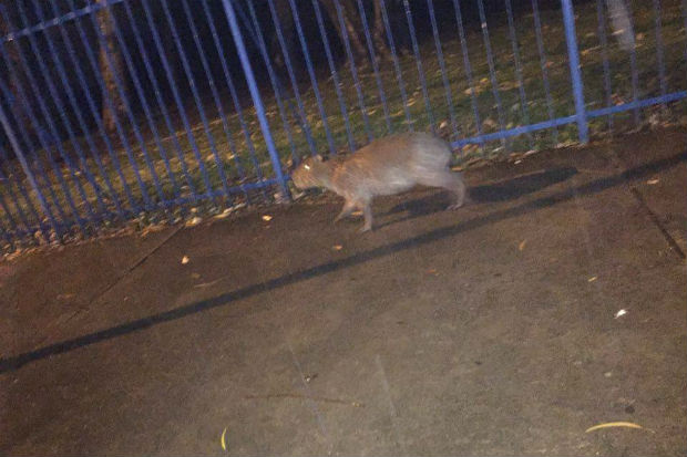 Animal foi visto com surpresa na noite desta quinta-feira atravessado a Avenida Rui Barbosa. Foto: Fabiano Cavalcante / Facebook/