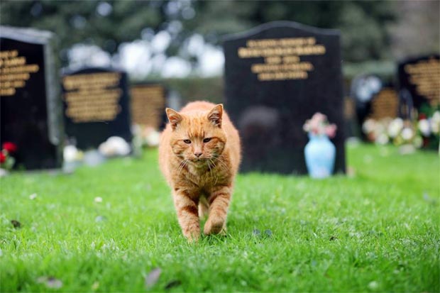 Barney era famoso pelo carinho com os visitantes do cemitério. Foto: Guernsey Press/Facebook/Reprodução/