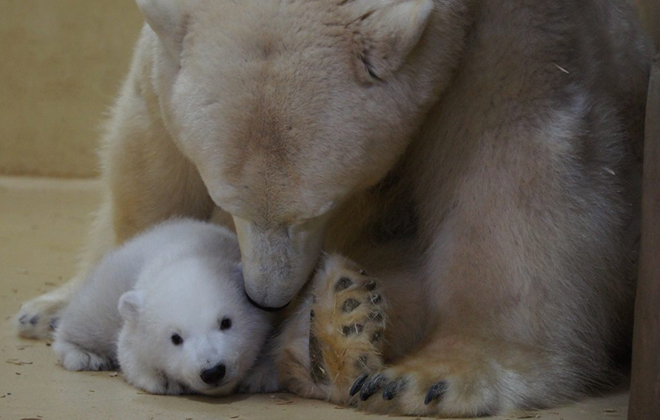 Foto: Zoo am Meer Bremerhaven/Divulgação/ Foto: Zoo am Meer Bremerhaven/Divulgação/