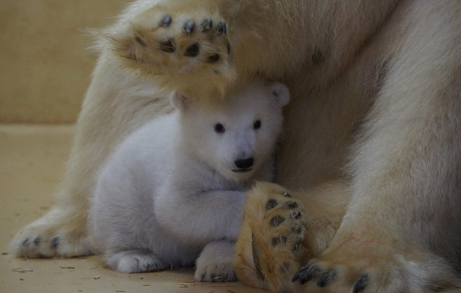 Foto: Zoo am Meer Bremerhaven/Divulgação