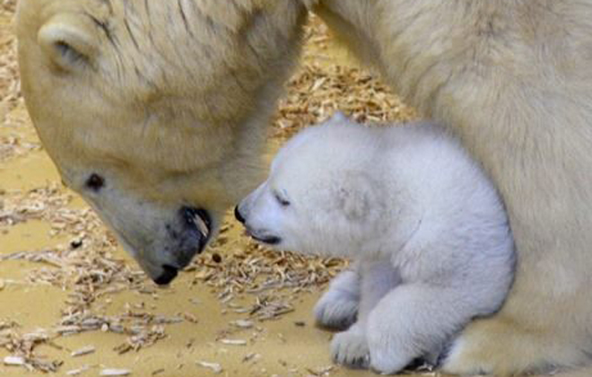 Foto: Zoo am Meer Bremerhaven/Divulgação
