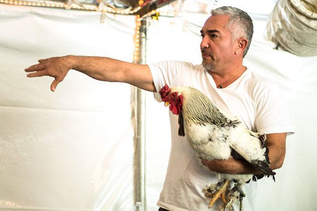Episódio de "Cesar 911" transmitido no último dia 26 de fevereiro, em que um cachorro ataca um porco domesticado, motivou a denúncia. Foto: Cesarsway.com/Divulgação/ Episódio de "Cesar 911" transmitido no último dia 26 de fevereiro, em que um cachorro ataca um porco domesticado, motivou a denúncia. Foto: Cesarsway.com/Divulgação/