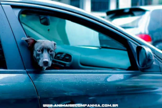 A ação foi uma parceria entre Uber, DogHero (plataforma de hospedagem domiciliar que seleciona o melhor anfitrião para cuidar do animal na ausência do tutor) e Instituto Luisa Mell (que cuida de animais de rua, abandonados ou vítimas de maus-tratos). Foto: Divulgação/Animais e Companhia/ A ação foi uma parceria entre Uber, DogHero (plataforma de hospedagem domiciliar que seleciona o melhor anfitrião para cuidar do animal na ausência do tutor) e Instituto Luisa Mell (que cuida de animais de rua, abandonados ou vítimas de maus-tratos). Foto: Divulgação/Animais e Companhia/