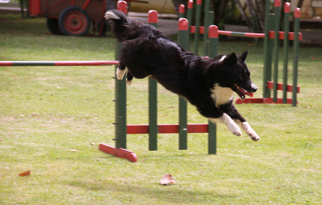 Etapa contará com a participação das categorias Iniciante, Grau I e Open 2 e 3. Foto: Kennel Club de Pernambuco/Divulgação/