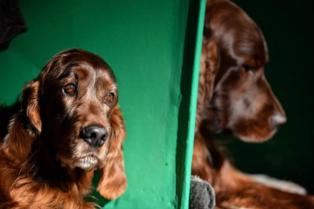 'Verme do coração' ataca cerca de 25% dos cães em todo o país.
Foto: AFP/ Oli Scarff./