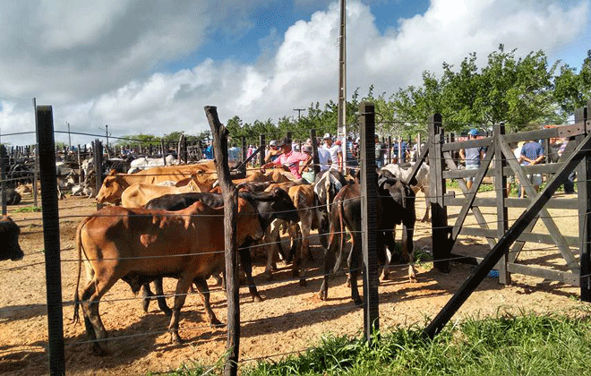 A feira de gado de Limoeiro acontece uma vez por semana, sempre às quintas-feiras, das 5h ao meio-dia. Foto: Luis Francisco Prates/Esp. DP/ A feira de gado de Limoeiro acontece uma vez por semana, sempre às quintas-feiras, das 5h ao meio-dia. Foto: Luis Francisco Prates/Esp. DP/