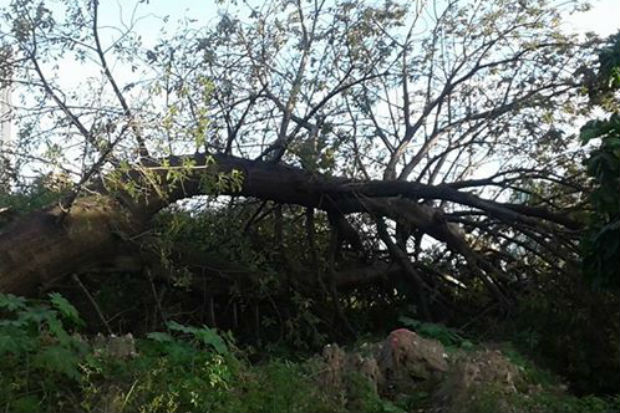 A &aacute;rvore, s&iacute;mbolo da resist&ecirc;ncia negra, foi subtra&iacute;da para dar lugar &agrave; Via Metropolitana Norte. Foto: Reprodu&ccedil;&atilde;o/ Facebook/