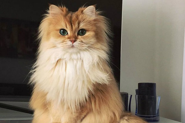 Smoothie é uma verdadeira fofura felina. (Foto: Instagram/Reprodução)/ Smoothie é uma verdadeira fofura felina. (Foto: Instagram/Reprodução)/