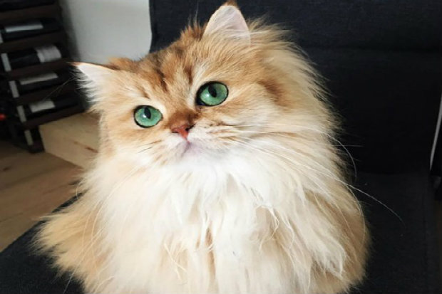 A gatinha vem fazendo sucesso pela internet. (Foto: Instagram/Reprodução)