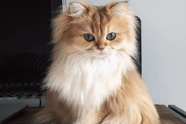 É um charme sem limites. (Foto: Instagram/Reprodução)
