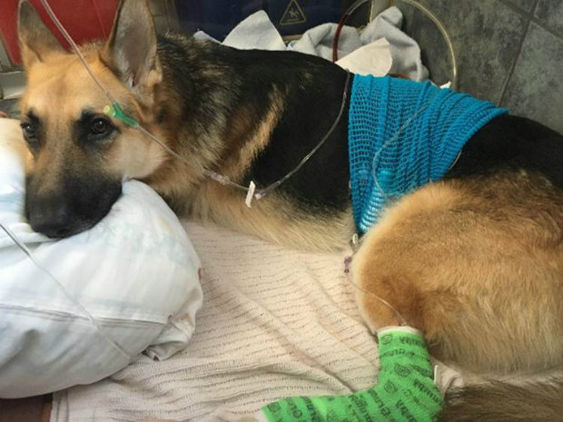 Cachorro salva dona de 7 anos de ataque de cobra nos Estados Unidos