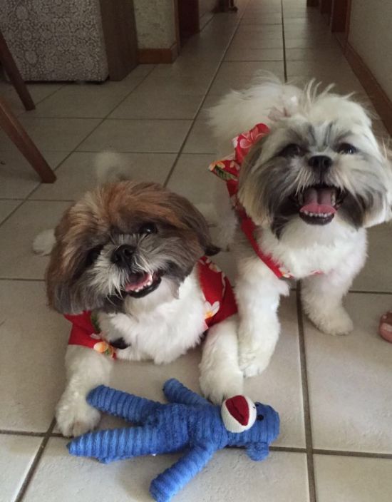 Os shitzus Thor e Bella ficam ansiosos para a hora do passeio. Foto: Divulgação/ Os shitzus Thor e Bella ficam ansiosos para a hora do passeio. Foto: Divulgação/