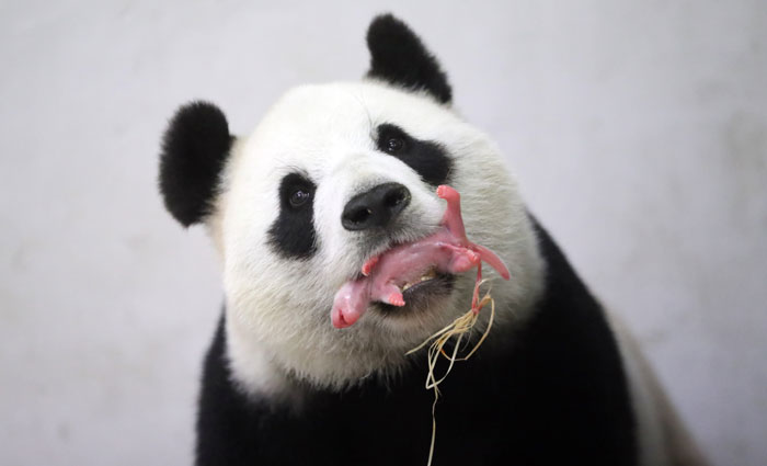 Se tudo der certo, filhote de panda deve ficar na Bélgica até os quatro anos e depois ir para a China. Foto: Benoit Bouchez/AFP Photo/ Se tudo der certo, filhote de panda deve ficar na Bélgica até os quatro anos e depois ir para a China. Foto: Benoit Bouchez/AFP Photo/