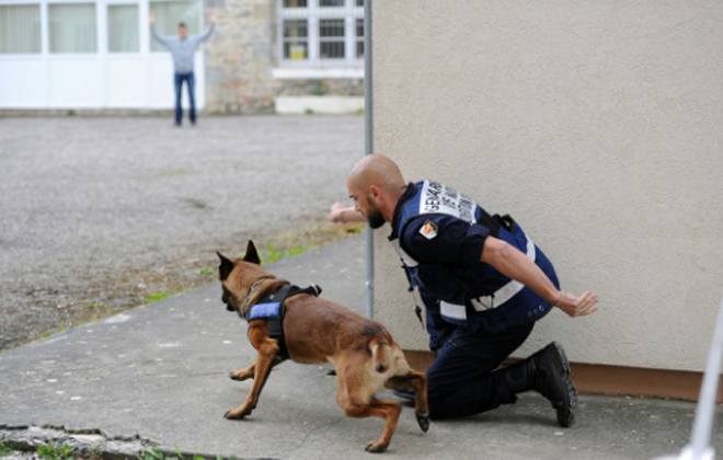 A maioria dos cães de hoje são uma mistura de seus antepassados %u200B%u200Basiáticos e europeus. Foto: AFP/Arquivos Remy Gabalda/ A maioria dos cães de hoje são uma mistura de seus antepassados %u200B%u200Basiáticos e europeus. Foto: AFP/Arquivos Remy Gabalda/
