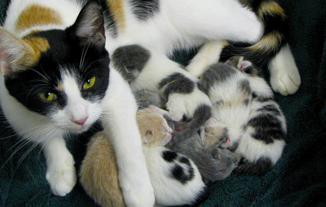 A quantidade de filhotes varia de acordo com questões genéticas, como o tamanho da raça e outros fatores. Foto: Tabbie-cats/Flickr/ A quantidade de filhotes varia de acordo com questões genéticas, como o tamanho da raça e outros fatores. Foto: Tabbie-cats/Flickr/