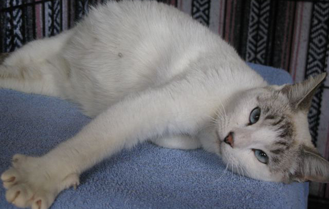 Gravidez da gata dura por volta de 65 dias e ela pode ter entre dois e 12 filhotes. Foto: Sue Rabeaux/Flickr
