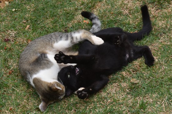 Às vezes, as gatas ficam mais agressivas e os machos precisam insistir. Foto: Zuleika de Souza/@cbfotografia/ Às vezes, as gatas ficam mais agressivas e os machos precisam insistir. Foto: Zuleika de Souza/@cbfotografia/