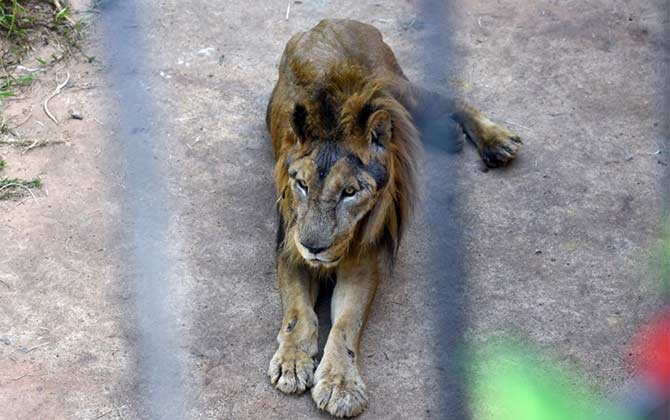 Segundo os veterin&aacute;rios, Dudu apresentou agravamento do quadro cl&iacute;nico geral em maio e, em especial, nesta semana. Foto: Ed Alves/CB/D.A Press/