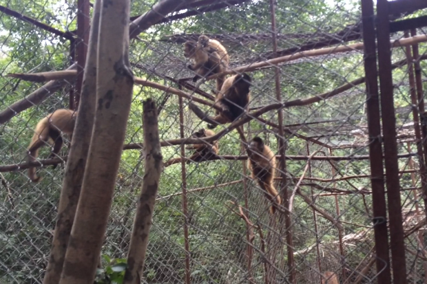 Durante mais de um ano, macacos receberam cuidados e foram avaliados no Centro de Triagem de Animais Silvestres. Foto: CPRH/ Divulgação