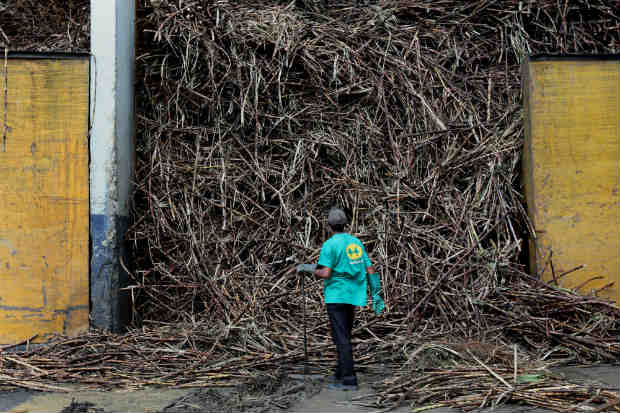 Várias empresas do setor sucroalcoloeiro entraram com pedido de recuperação judicial. Crédito: Teresa Maia/DP/D.A.Press/ Várias empresas do setor sucroalcoloeiro entraram com pedido de recuperação judicial. Crédito: Teresa Maia/DP/D.A.Press/
