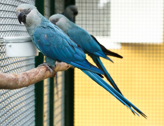 A ararinha-azul (Cyanopsitta spixii), uma das esp&eacute;cies mais raras do Brasil. Foto: SAVE Brasil/Reprodu&ccedil;&atilde;o/