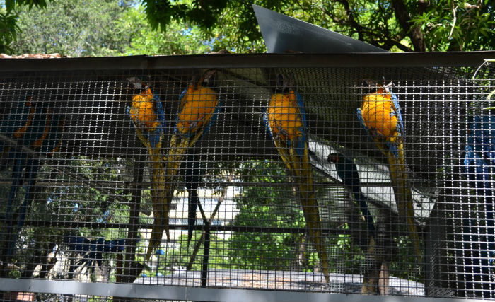 Araras dividem uma das 12 jaulas do minizológico do parque. Foto: Malu Cavalcanti/ESP. DP 