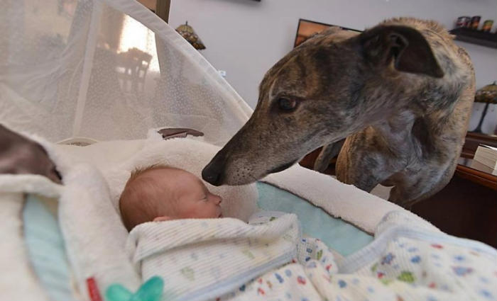Mosley tem acesso irrestrito ao quarto de Lucas. Foto: mosleythegreyhound/Instagram/Reprodução/ Mosley tem acesso irrestrito ao quarto de Lucas. Foto: mosleythegreyhound/Instagram/Reprodução/