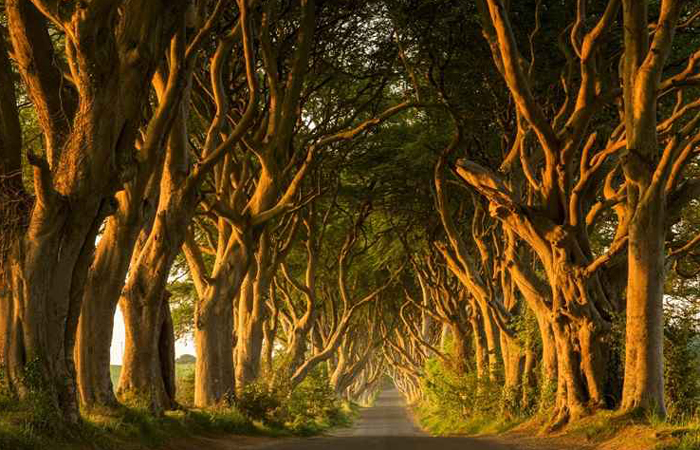 Foto: Rodney O Callaghan/Flick