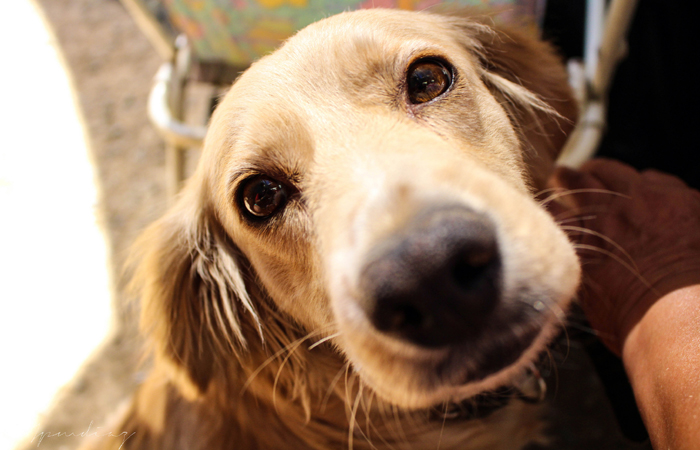 O Brasil têm, atualmente, 52,2 milhões de cães e 22,1 milhões de gatos. Foto: Juan Pablo Muños Diaz/Flickr/ O Brasil têm, atualmente, 52,2 milhões de cães e 22,1 milhões de gatos. Foto: Juan Pablo Muños Diaz/Flickr/