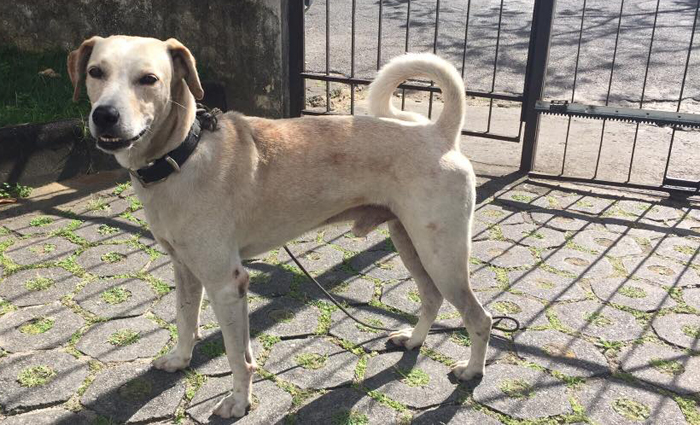 O cão, que por enquanto não tem nome, é de porte médio e descrito como "dócil e fácil de passear" Foto: Reprodução/facebook/O cão, que por enquanto não tem nome, é de porte médio e descrito como "dócil e fácil de passear" Foto: Reprodução/facebook O cão, que por enquanto não tem nome, é de porte médio e descrito como "dócil e fácil de passear" Foto: Reprodução/facebook/O cão, que por enquanto não tem nome, é de porte médio e descrito como "dócil e fácil de passear" Foto: Reprodução/facebook