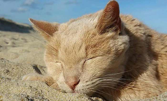 Tigger tira um cochilo em seu lugar preferido: a praia . Foto/Tigger%u2019s Story- The 21 yr. Old Cat & His Bucket List/Reprodução