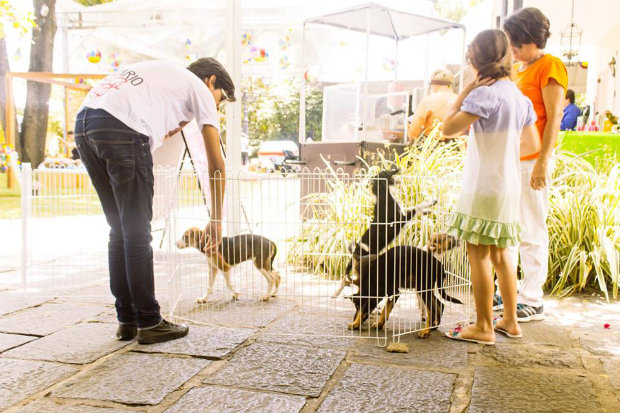 Evento reúne 60 cachorrinhos e gatos para adoção responsável. (Foto: Felipe Holanda/GiGi Pet Sitter/Divulgação)/