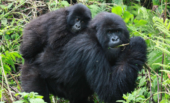 Quatro em cada seis dos grandes símios da Terra estão classificados na categoria "em perigo crítico" Foto: Reprodução/Internet/Quatro em cada seis dos grandes símios da Terra estão classificados na categoria "em perigo crítico" Foto: Reprodução/Internet Quatro em cada seis dos grandes símios da Terra estão classificados na categoria "em perigo crítico" Foto: Reprodução/Internet/Quatro em cada seis dos grandes símios da Terra estão classificados na categoria "em perigo crítico" Foto: Reprodução/Internet