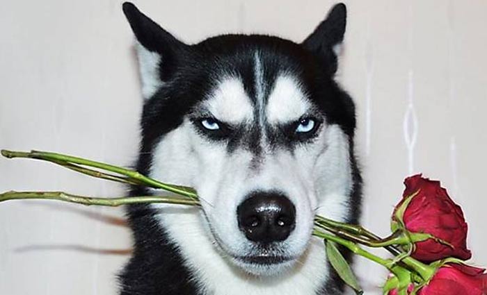 A cara de poucos amigos e a aparência rabugenta nas fotos rendeu fama ao husky e dinheiro à Jasmine. Foto: huskyanuko/Instagram/Reprodução/ A cara de poucos amigos e a aparência rabugenta nas fotos rendeu fama ao husky e dinheiro à Jasmine. Foto: huskyanuko/Instagram/Reprodução/
