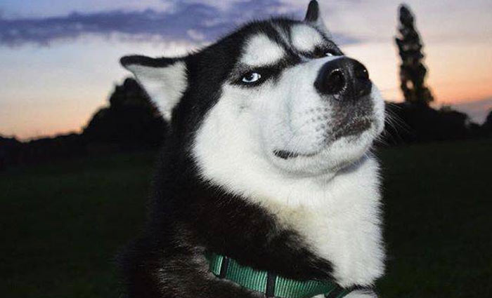 Apesar da expressão, o cão é adorável e gosta muito de de brincar, segundo sua dona. Foto: huskyanuko/Instagram/Reprodução