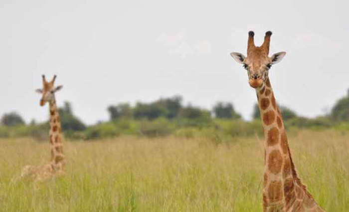 A girafa-núbia, primeira a ser descrita, se torna agora uma subespécie da girafa-do-norte, uma das mais ameaçadas de extinção. Foto: Julian Fennessy/Divulgação/ A girafa-núbia, primeira a ser descrita, se torna agora uma subespécie da girafa-do-norte, uma das mais ameaçadas de extinção. Foto: Julian Fennessy/Divulgação/