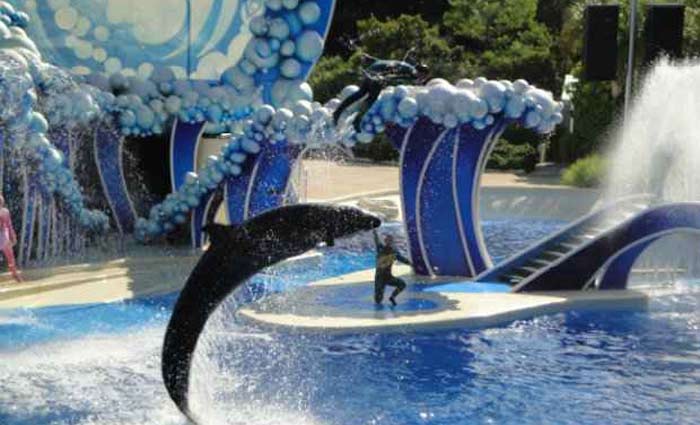 Em março, o parque anunciou o cancelamento de seu programa de espetáculos com orcas. Foto: Domínio Público/ Em março, o parque anunciou o cancelamento de seu programa de espetáculos com orcas. Foto: Domínio Público/