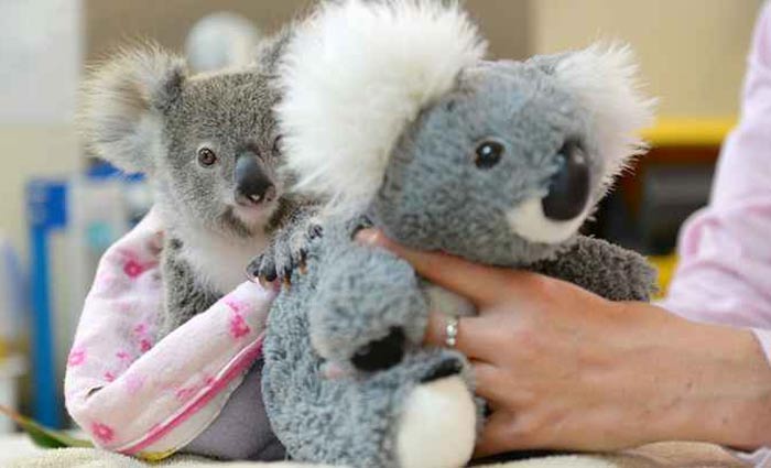 Shayne perdeu a m&atilde;e aos nove meses de idade. Foto: Ben Beaden/Australia Zoo/AFP/